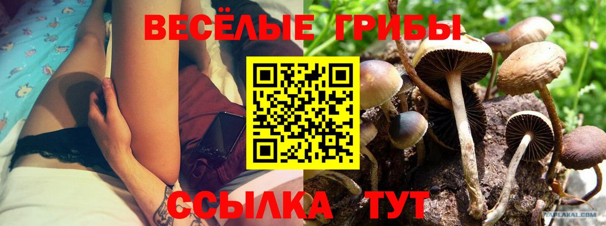 Псилоцибиновые грибы Cubensis Аша